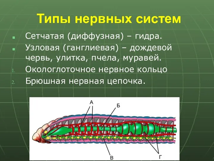 Типы нервных систем Сетчатая (диффузная) – гидра. Узловая (ганглиевая) – дождевой червь,