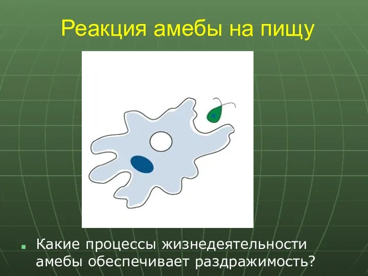 Реакция амебы на пищу Какие процессы жизнедеятельности амебы обеспечивает раздражимость?