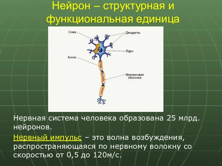 Нейрон – структурная и функциональная единица Нервная система человека образована 25 млрд.