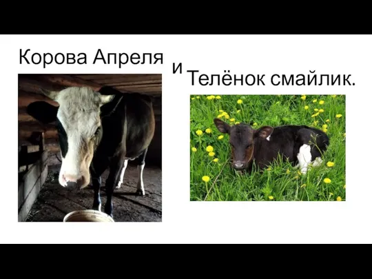 Корова Апреля и Телёнок смайлик.