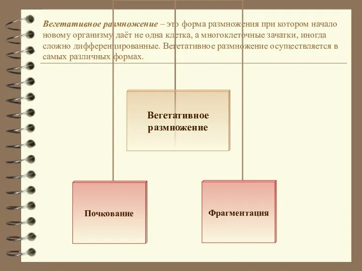 Вегетативное размножение – это форма размножения при котором начало новому организму даёт