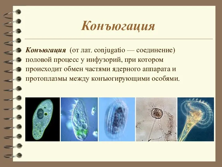 Конъюгация Конъюгация (от лат. conjugatio — соединение) половой процесс у инфузорий, при