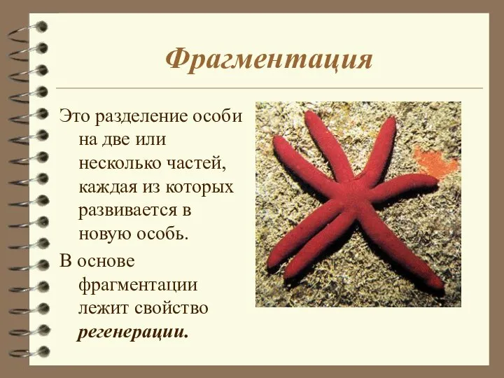 Фрагментация Это разделение особи на две или несколько частей, каждая из которых