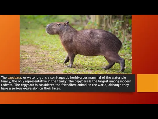 The capybara, or water pig , is a semi-aquatic herbivorous mammal of