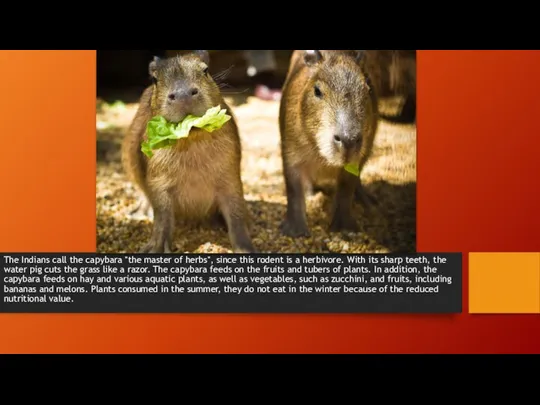 The Indians call the capybara "the master of herbs", since this rodent