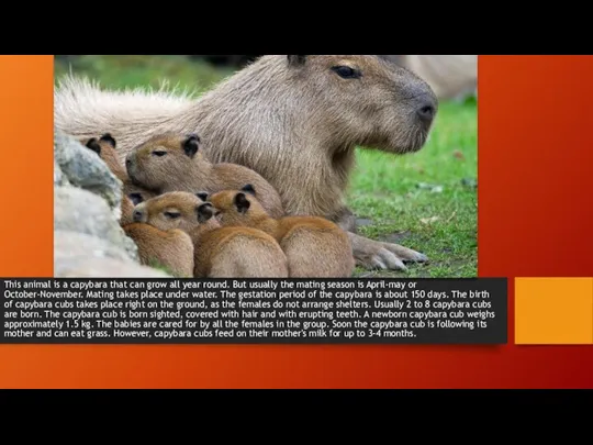 This animal is a capybara that can grow all year round. But