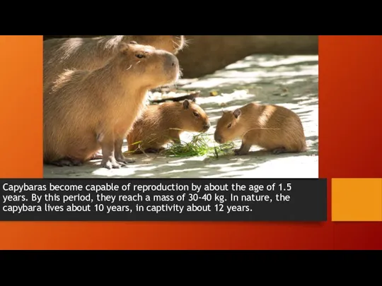Capybaras become capable of reproduction by about the age of 1.5 years.