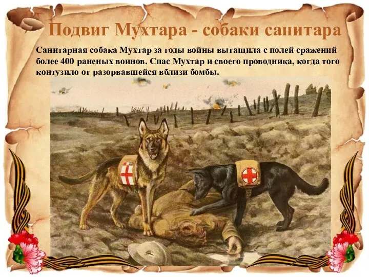 Санитарная собака Мухтар за годы войны вытащила с полей сражений более 400