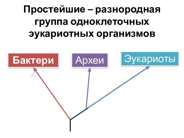 Простейшие – разнородная группа одноклеточных эукариотных организмов Бактерии Археи Эукариоты