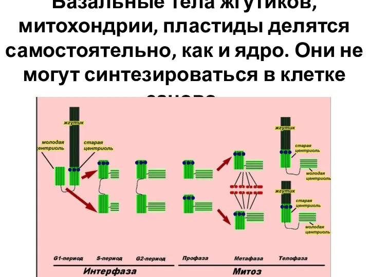 Базальные тела жгутиков, митохондрии, пластиды делятся самостоятельно, как и ядро. Они не