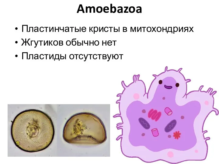 Amoebazoa Пластинчатые кристы в митохондриях Жгутиков обычно нет Пластиды отсутствуют