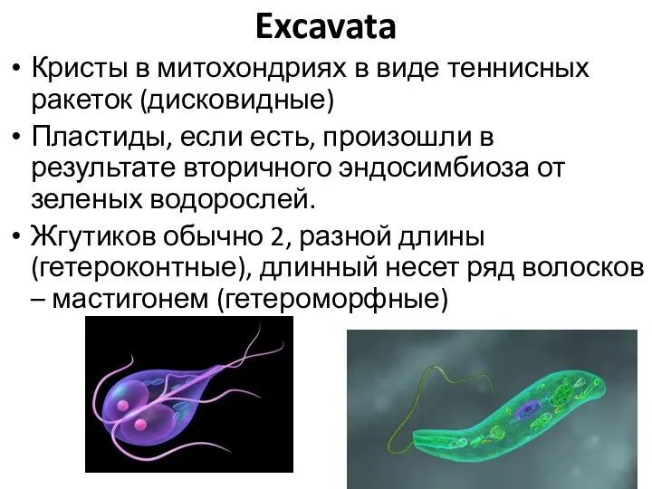 Excavata Кристы в митохондриях в виде теннисных ракеток (дисковидные) Пластиды, если есть,