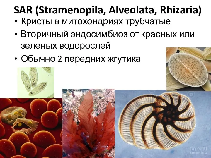 SAR (Stramenopila, Alveolata, Rhizaria) Кристы в митохондриях трубчатые Вторичный эндосимбиоз от красных