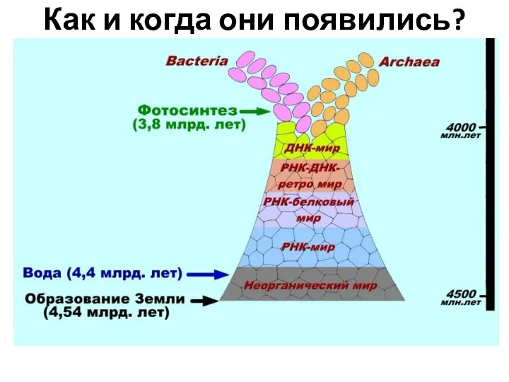 Как и когда они появились?