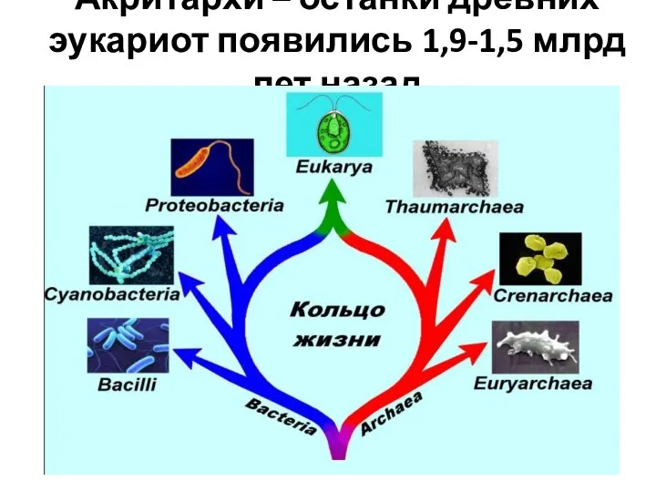 Акритархи – останки древних эукариот появились 1,9-1,5 млрд лет назад