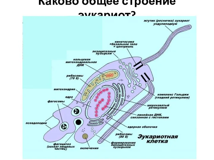 Каково общее строение эукариот?