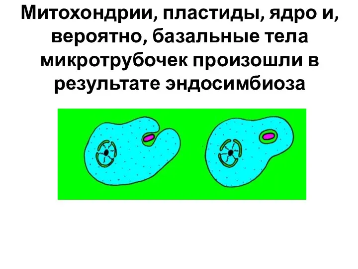 Митохондрии, пластиды, ядро и, вероятно, базальные тела микротрубочек произошли в результате эндосимбиоза