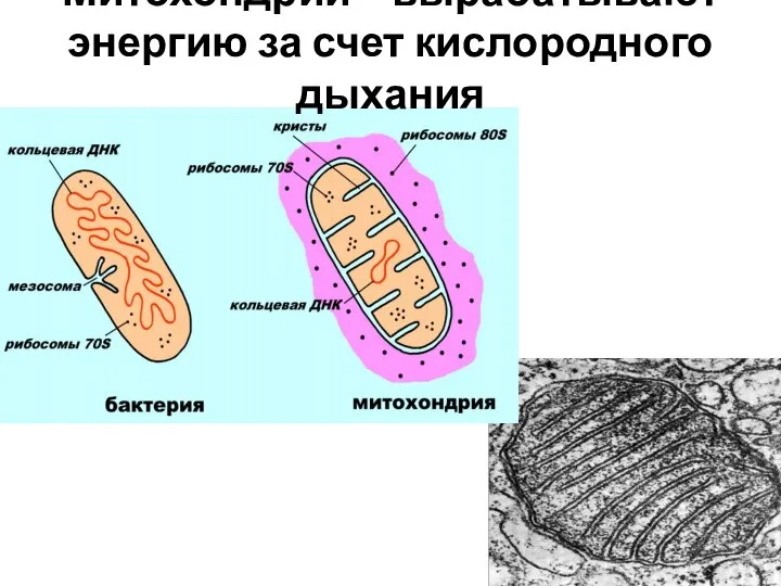 Митохондрии – вырабатывают энергию за счет кислородного дыхания