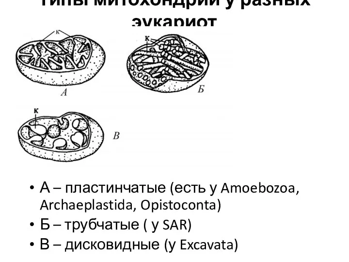 Типы митохондрий у разных эукариот А – пластинчатые (есть у Amoebozoa, Archaeplastida,