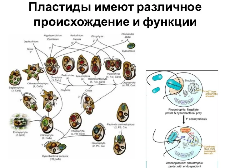 Пластиды имеют различное происхождение и функции