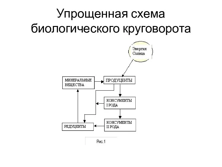 Упрощенная схема биологического круговорота