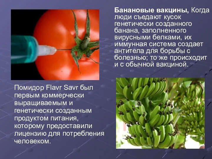 Помидор Flavr Savr был первым коммерчески выращиваемым и генетически созданным продуктом питания,