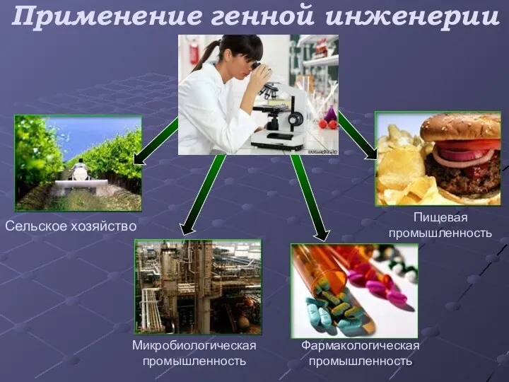 Применение генной инженерии Сельское хозяйство Микробиологическая промышленность Фармакологическая промышленность Пищевая промышленность