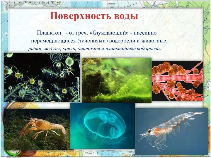 Поверхность воды Планктон - от греч. «блуждающий» - пассивно перемещающиеся (течениями) водоросли