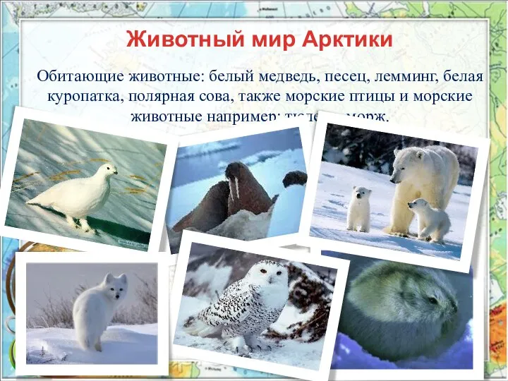 Животный мир Арктики Обитающие животные: белый медведь, песец, лемминг, белая куропатка, полярная