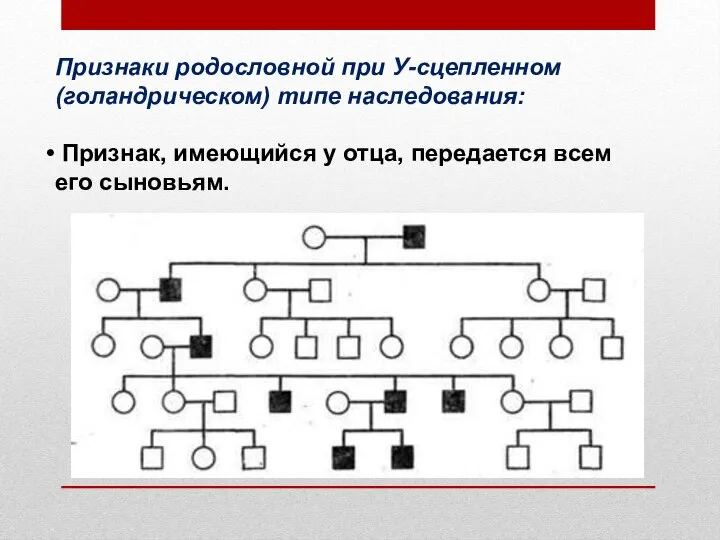 Признаки родословной при У-сцепленном (голандрическом) типе наследования: Признак, имеющийся у отца, передается всем его сыновьям.