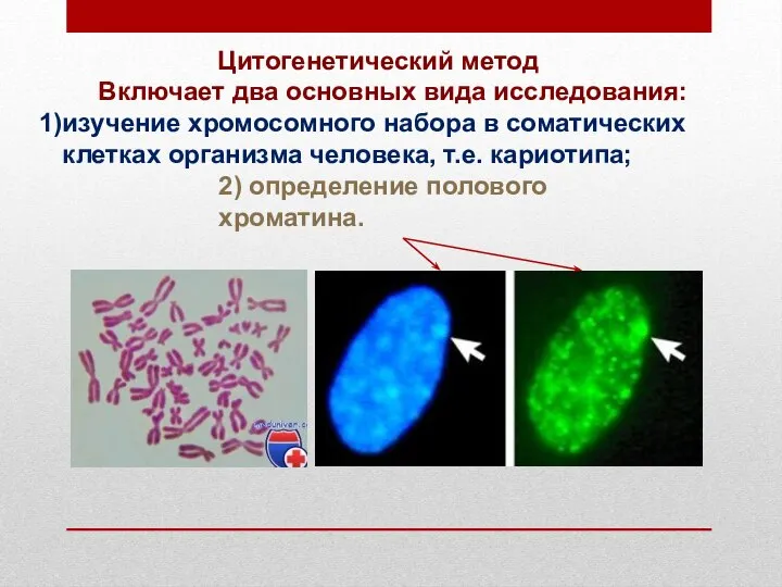 Цитогенетический метод Включает два основных вида исследования: изучение хромосомного набора в соматических
