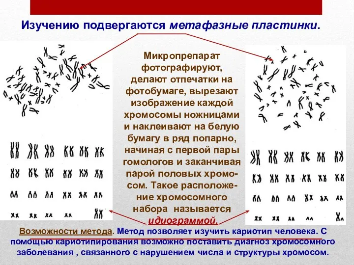 Микропрепарат фотографируют, делают отпечатки на фотобумаге, вырезают изображение каждой хромосомы ножницами и