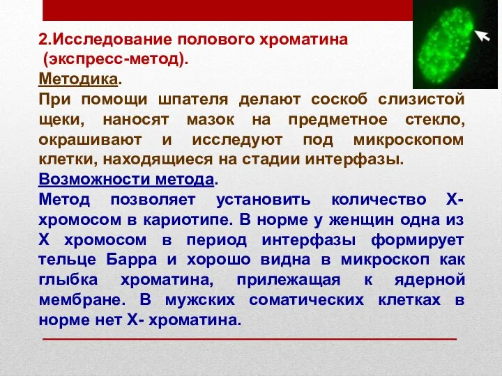 2.Исследование полового хроматина (экспресс-метод). Методика. При помощи шпателя делают соскоб слизистой щеки,