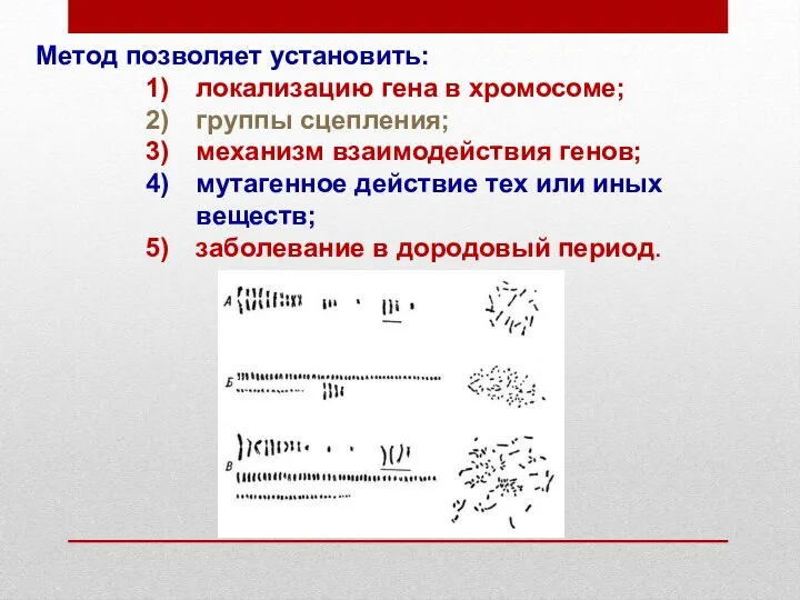 Метод позволяет установить: локализацию гена в хромосоме; группы сцепления; механизм взаимодействия генов;