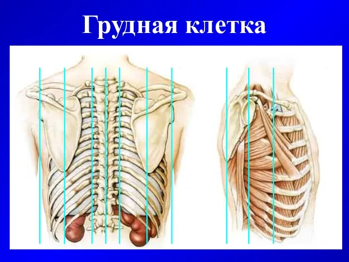 Грудная клетка