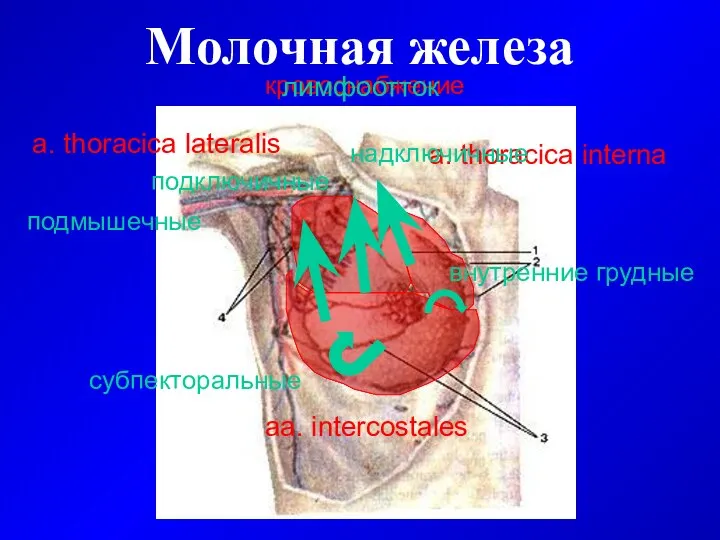 Молочная железа кровоснабжение a. thoracica lateralis aa. intercostales a. thoracica interna лимфоотток