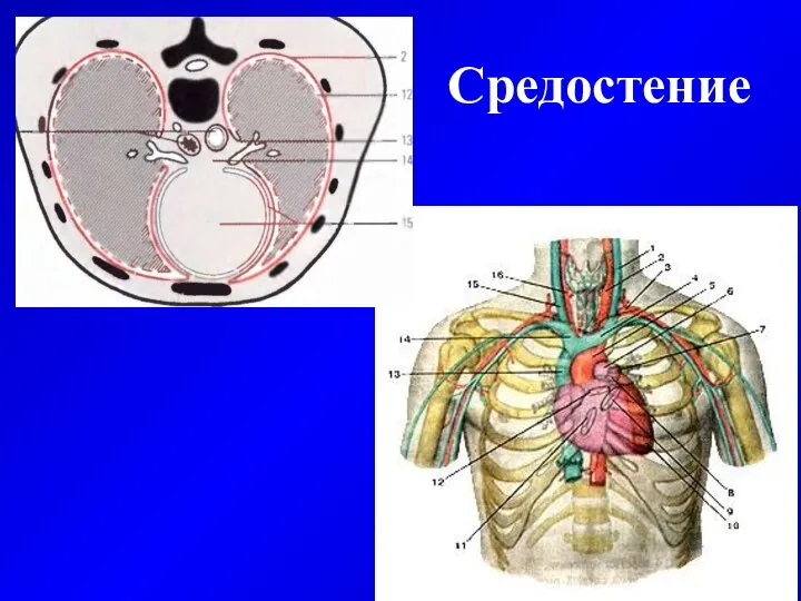 Средостение