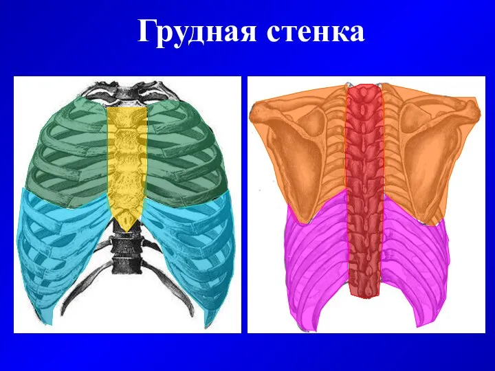 Грудная стенка