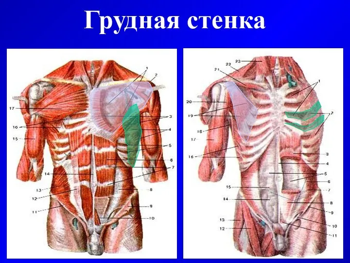 Грудная стенка