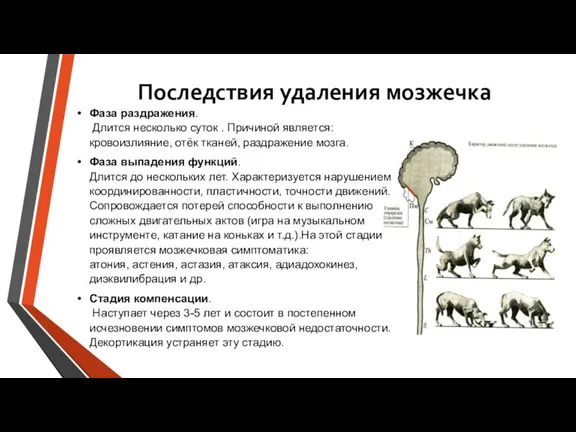 Последствия удаления мозжечка Фаза раздражения. Длится несколько суток . Причиной является: кровоизлияние,