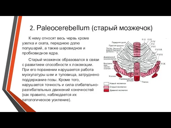 2. Paleocerebellum (старый мозжечок) К нему относят весь червь кроме узелка и