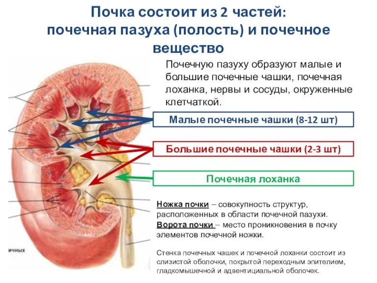 Почка состоит из 2 частей: почечная пазуха (полость) и почечное вещество Почечную