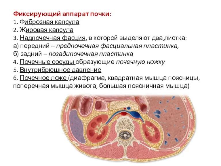 Фиксирующий аппарат почки: 1. Фиброзная капсула 2. Жировая капсула 3. Надпочечная фасция,