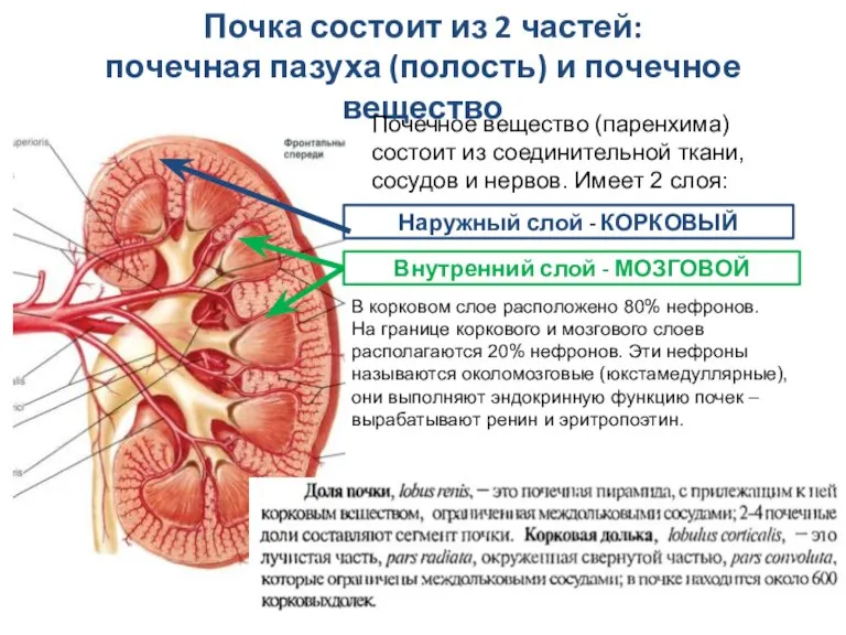 Почка состоит из 2 частей: почечная пазуха (полость) и почечное вещество Почечное