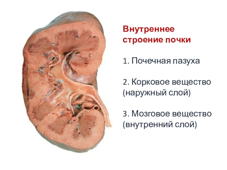 Внутреннее строение почки 1. Почечная пазуха 2. Корковое вещество (наружный слой) 3. Мозговое вещество (внутренний слой)