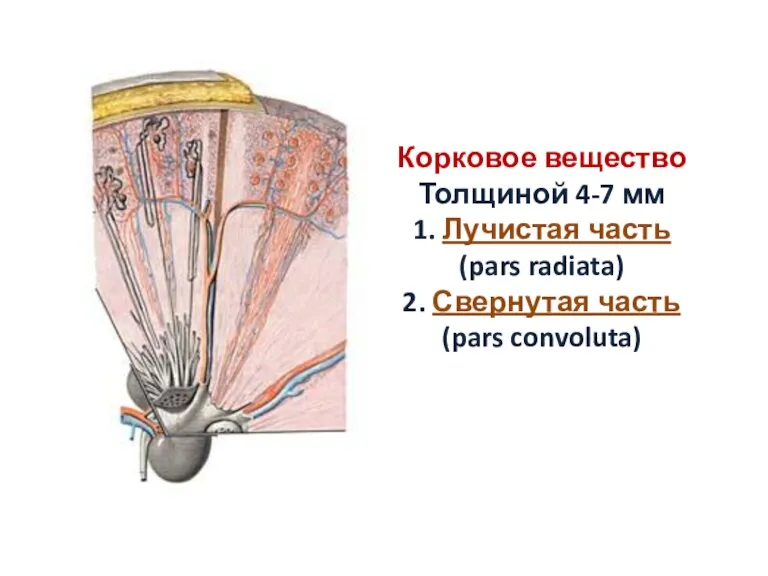 Корковое вещество Толщиной 4-7 мм 1. Лучистая часть (pars radiata) 2. Свернутая часть (pars convoluta)