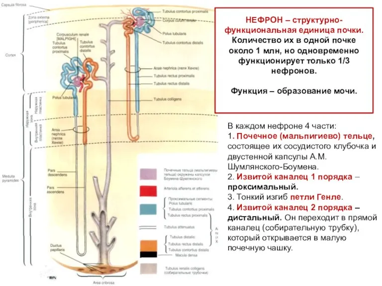 В каждом нефроне 4 части: 1. Почечное (мальпигиево) тельце, состоящее их сосудистого