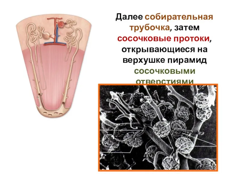 Далее собирательная трубочка, затем сосочковые протоки, открывающиеся на верхушке пирамид сосочковыми отверстиями