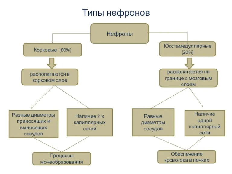 Типы нефронов Нефроны Корковые (80%) Юкстамедуллярные (20%) располагаются на границе с мозговым