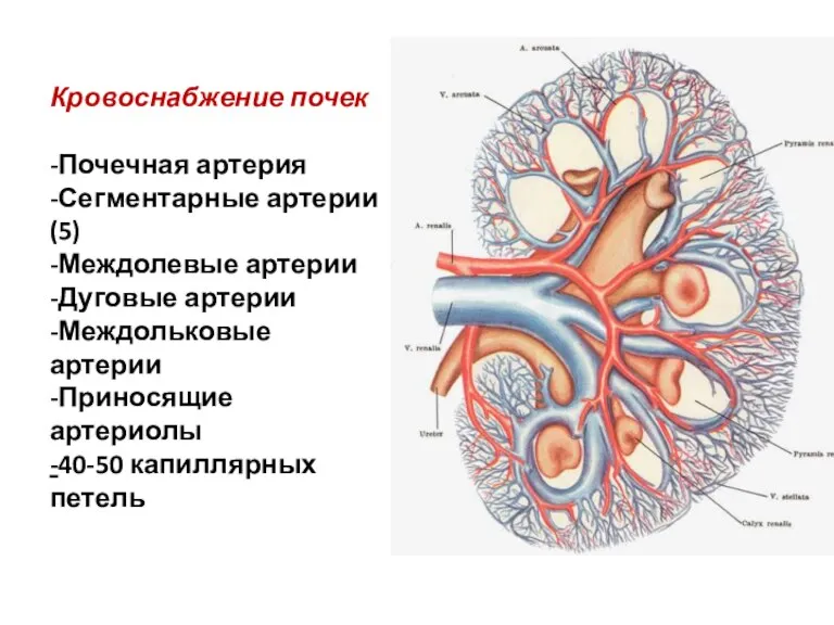 Кровоснабжение почек -Почечная артерия -Сегментарные артерии (5) -Междолевые артерии -Дуговые артерии -Междольковые